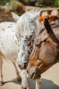 Balade à cheval