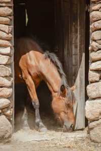 Balade à cheval